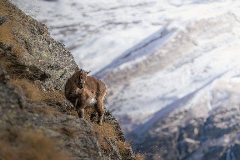 Gran Paradiso-18