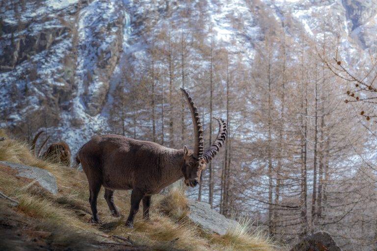 Gran Paradiso-25