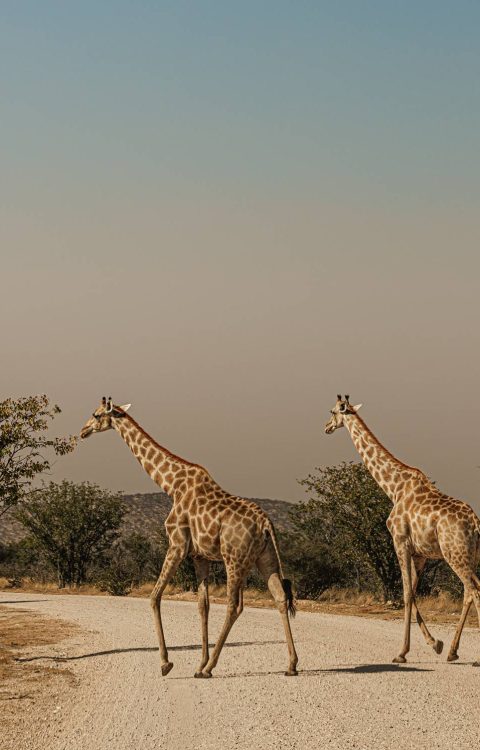 Namibië 4x4 PLANEET APPELMOES