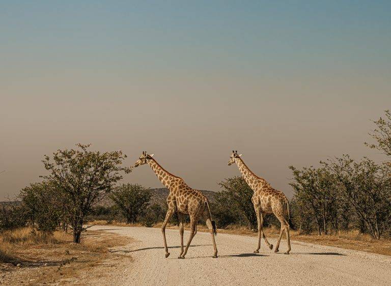 Namibië 4x4 PLANEET APPELMOES