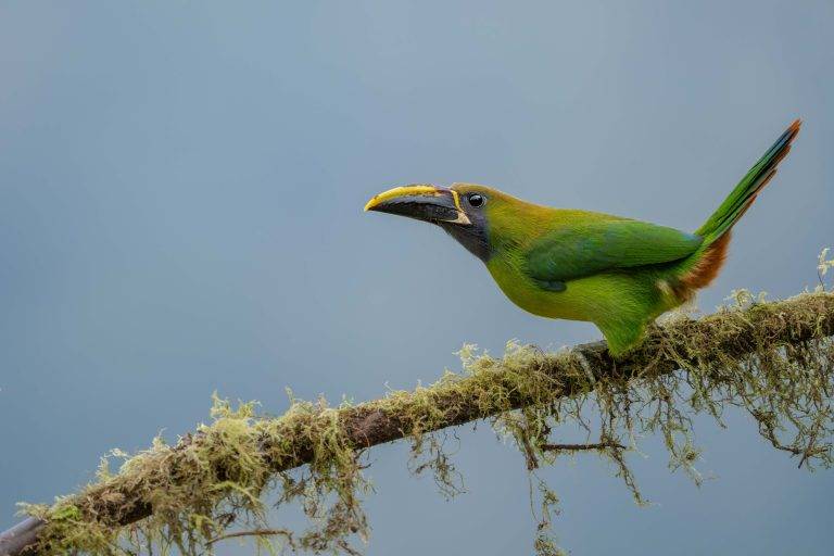 CostaRica-18
