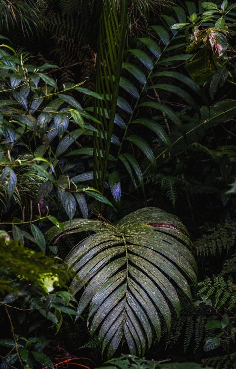 CostaRica-2-2
