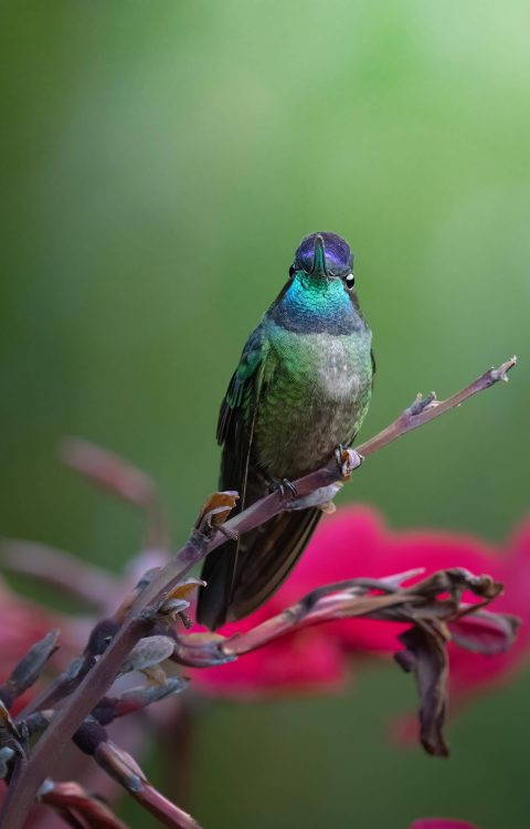 CostaRica-22